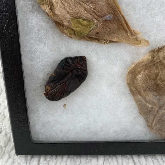 Vintage Shadowbox Framed Cecropia Moth Taxidermy Cocoon Life Cycle Specimen Art - Picture 4 of 16